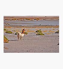 Llama, en el Altiplano Chileno. Photographic Print