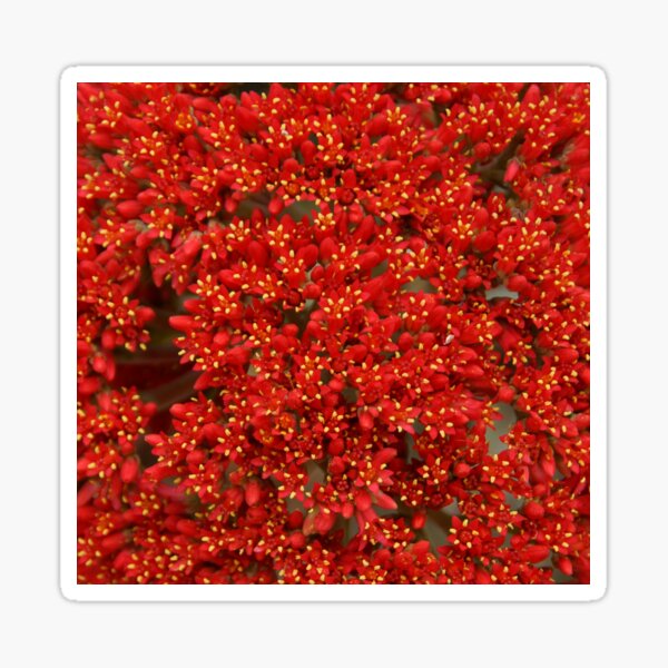 Item preview, Red Succulent - by South Australian artist Avril Thomas at Magpie Springs. Adelaide hills South Australia designed and sold by MagpieSprings.