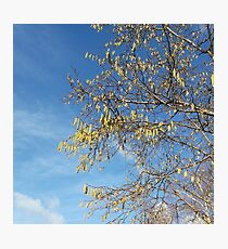 Hazel catkins in januari Photographic Print