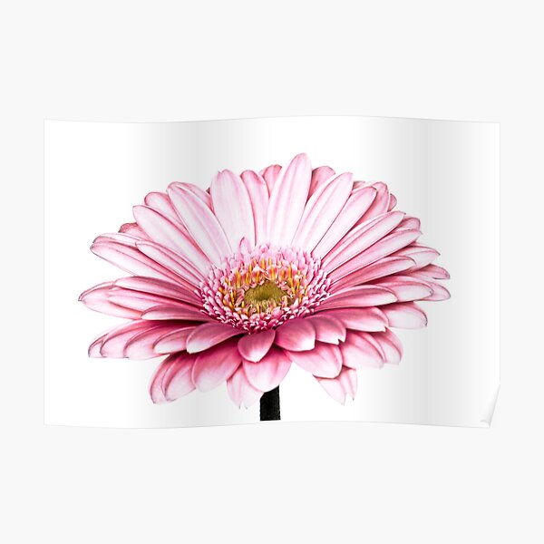 Gerbera Daisy Poster