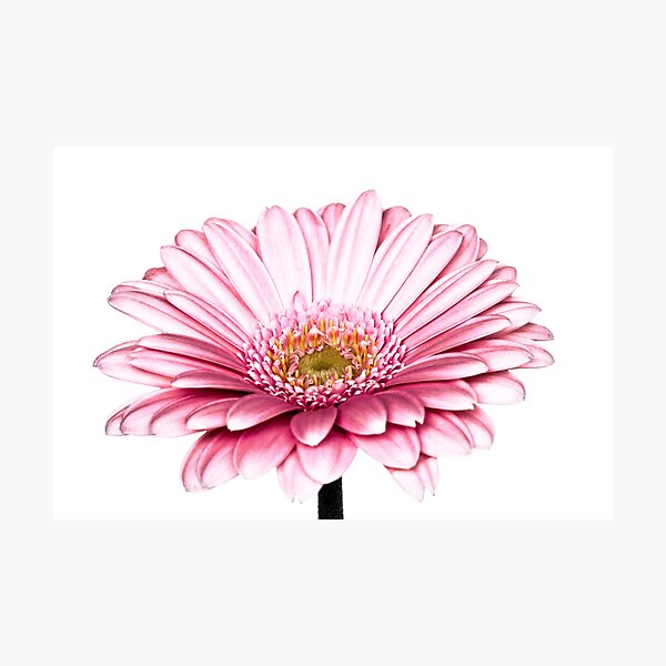 Gerbera Daisy Photographic Print
