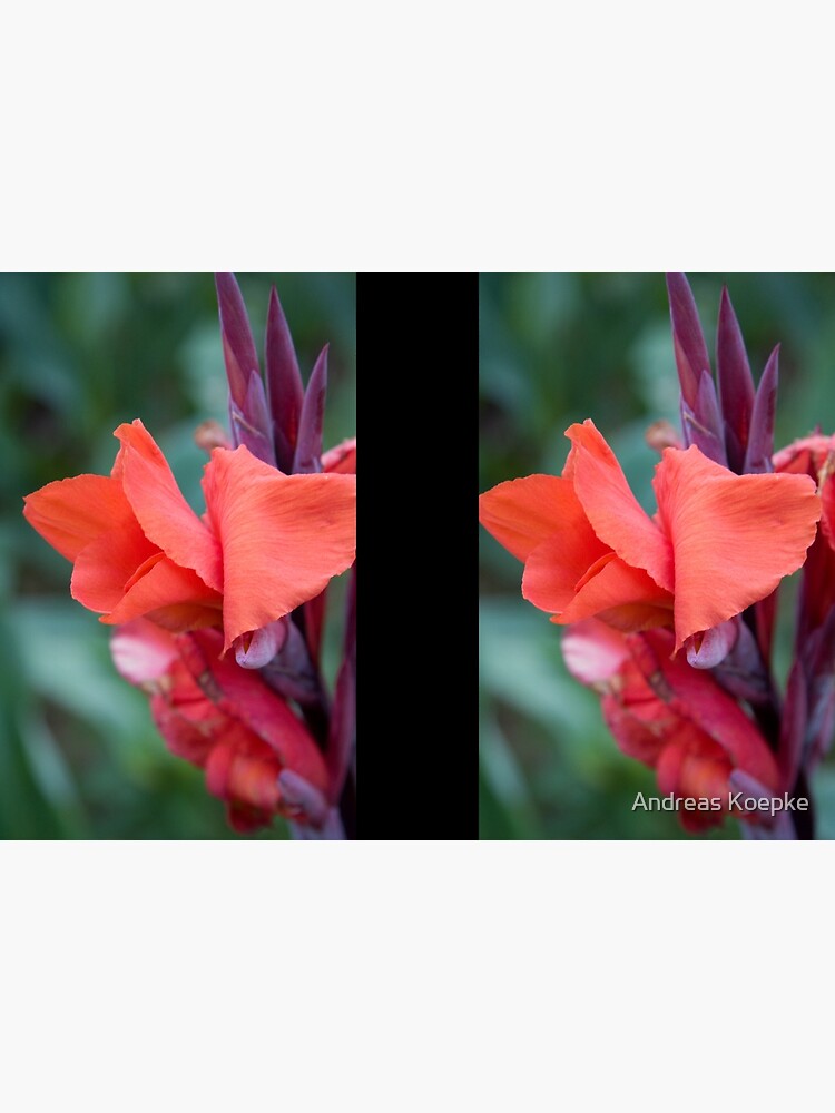 Orange Canna Lily by mistered