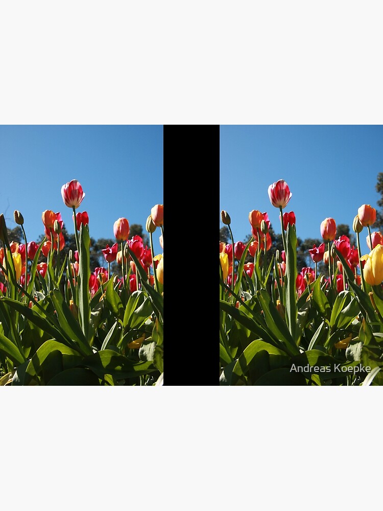 Tulips at Araluen by mistered