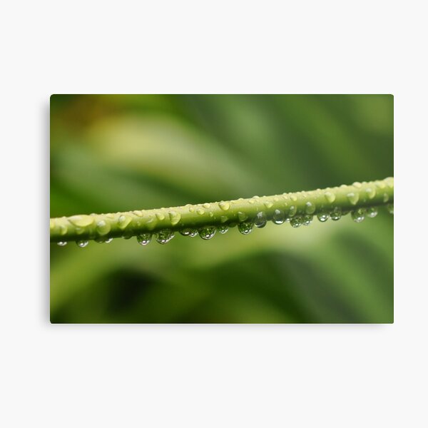 Hanging On Metal Print