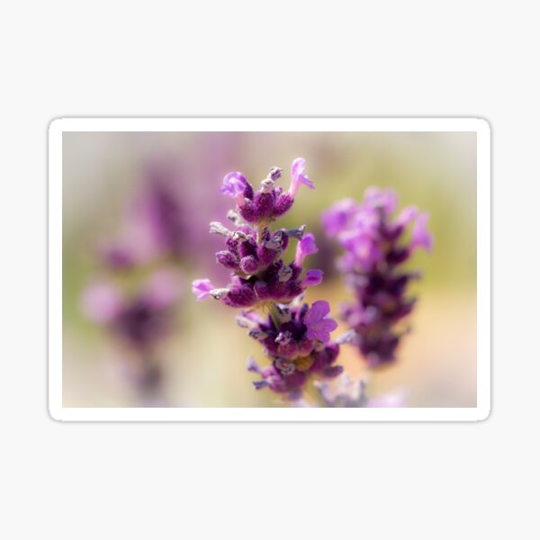 English Lavender Sticker