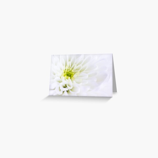 White Chrysanthemum Greeting Card