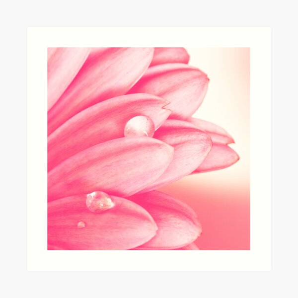 Petals In Pink Art Print