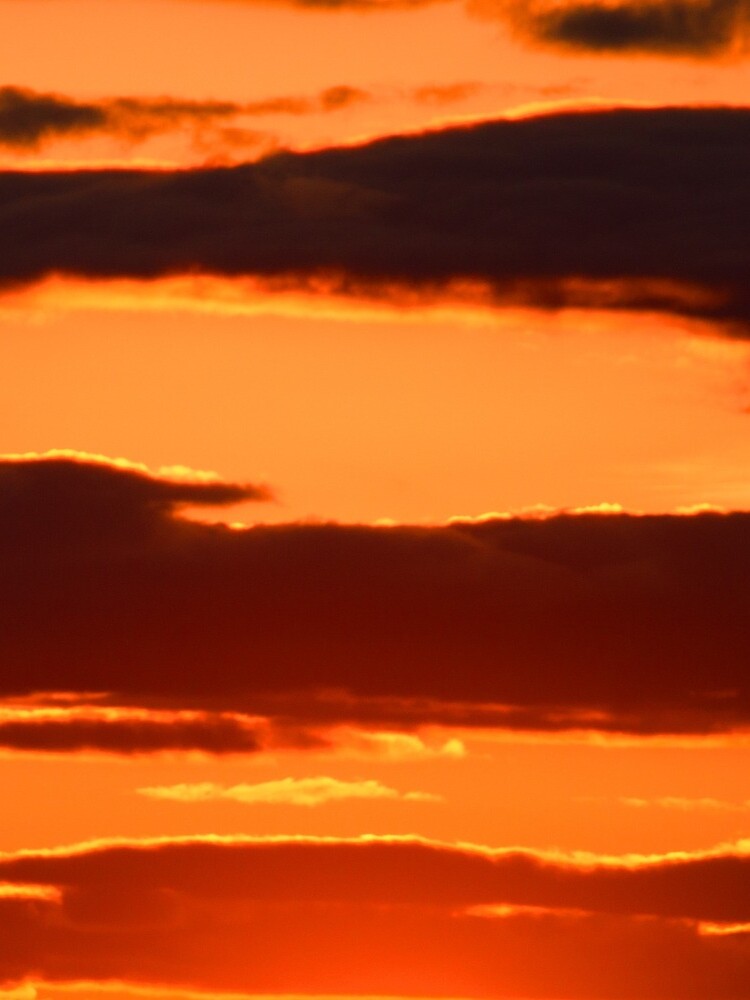 Orange And Black by wselander