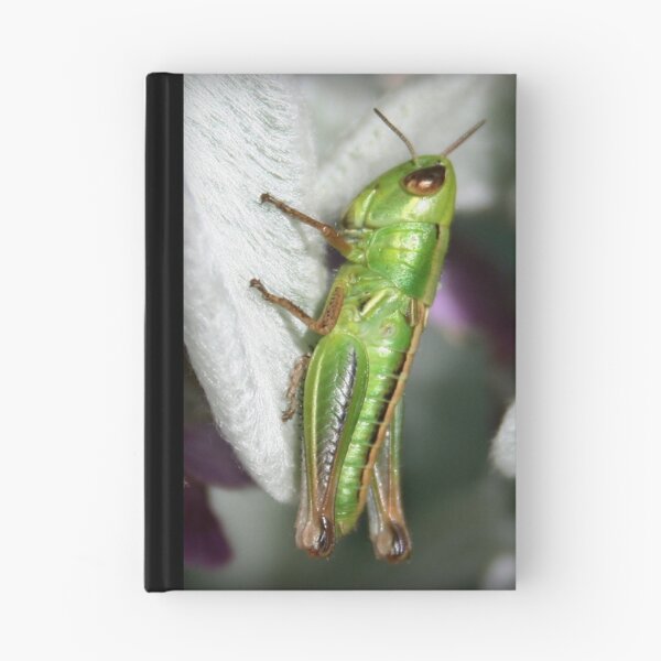 Item preview, Grasshopper designed and sold by Bandicoot.