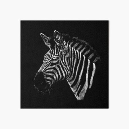 Zebra Portrait Zeichnung Galeriedruck