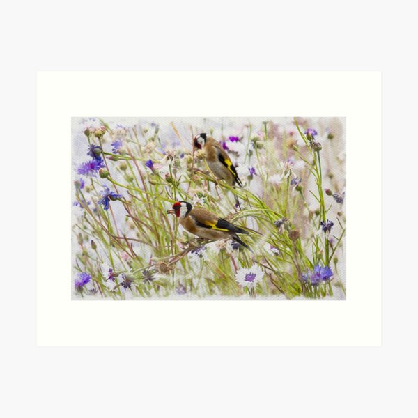 Goldfinches Feeding Art Print