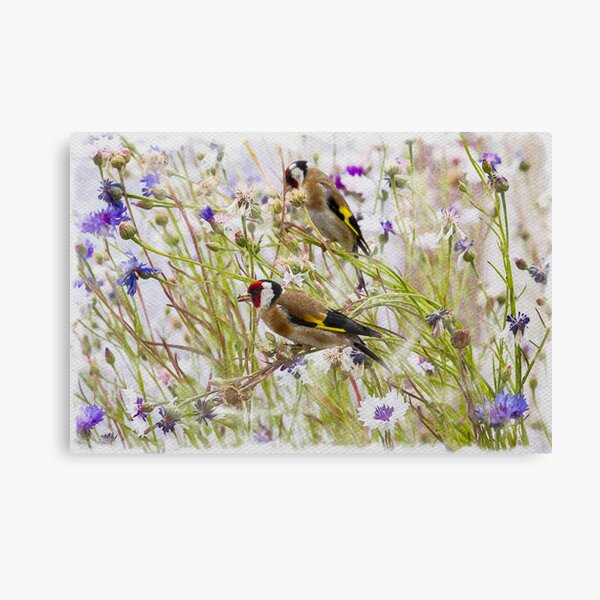 Goldfinches Feeding Canvas Print