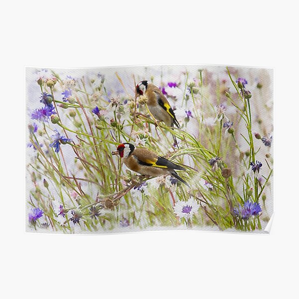 Goldfinches Feeding Poster