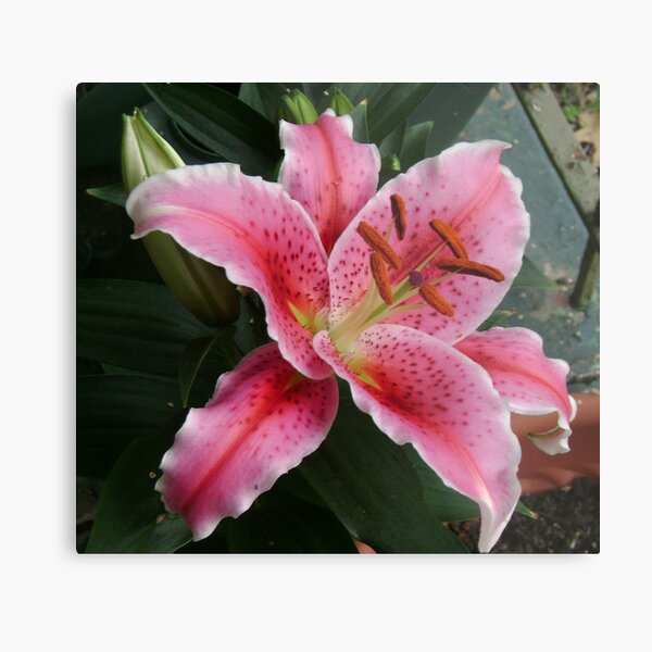 Lily 1 Metal Print