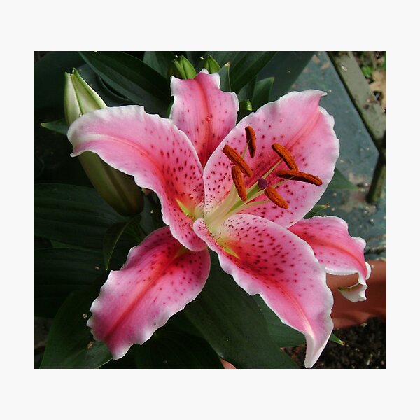 Lily 1 Photographic Print