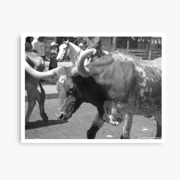 Fort Worth Stock Yards 6 -- The Drive #2 Metal Print