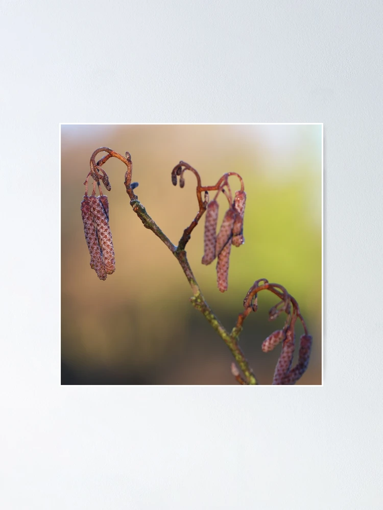 Thumbnail 1 of 3, Poster, Spring willow designed and sold by CallyM.