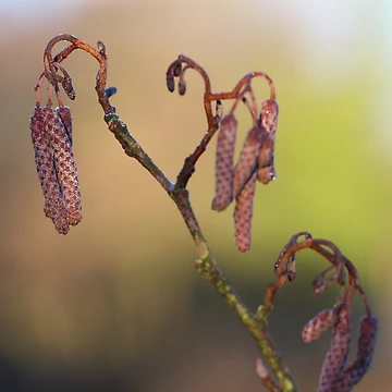 Artwork thumbnail, Spring willow by CallyM