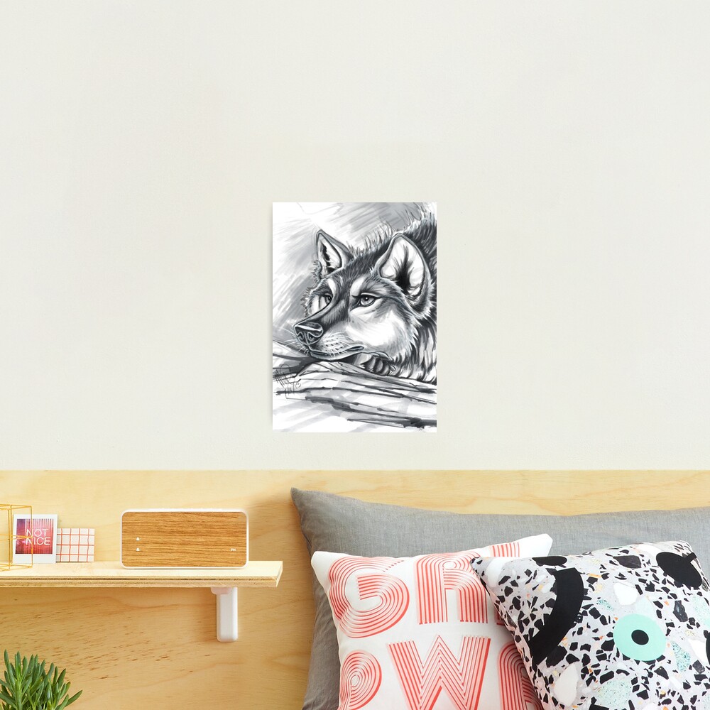 Wolf Grey Photographic Print