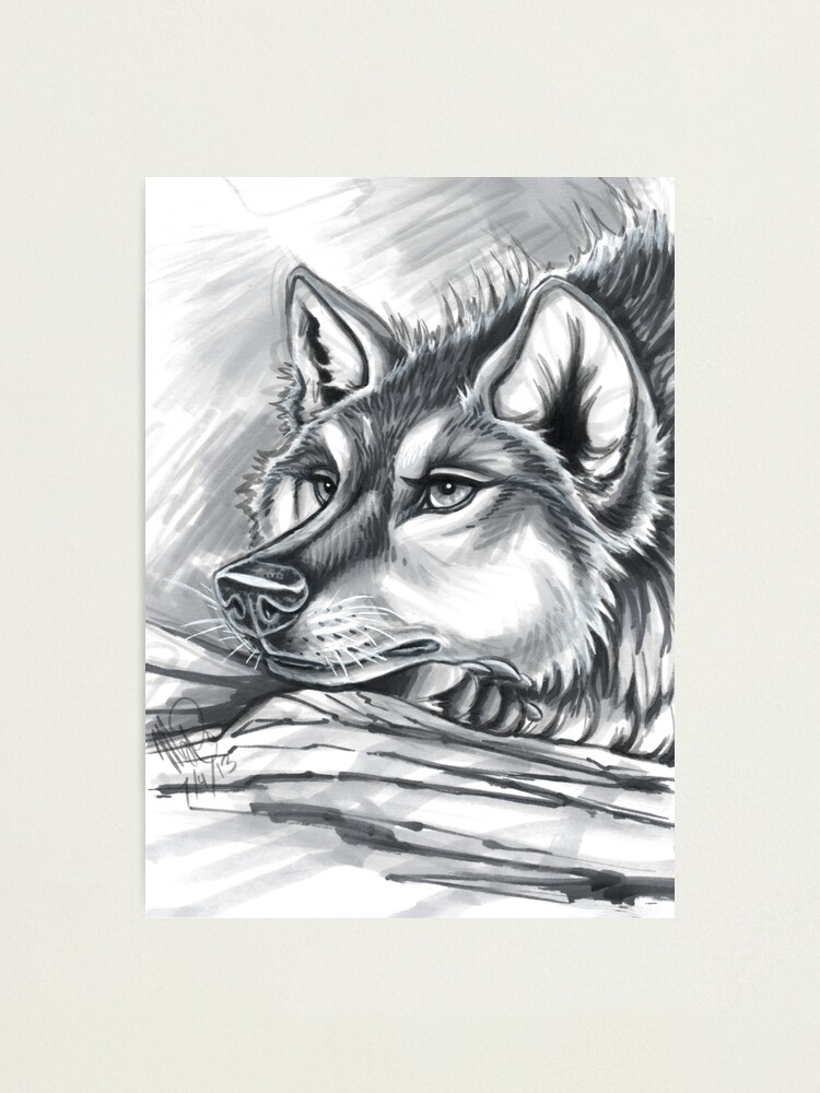 Alternate view of Wolf Grey Photographic Print