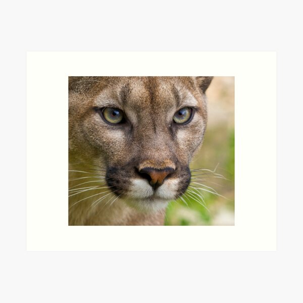 The Cat with many names....... Art Print