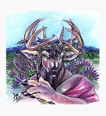 Lavendeer Photographic Print