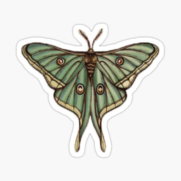 Luna Moth Stickers Redbubble