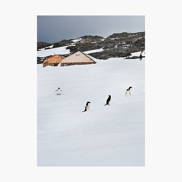 Artikelvorschau, Adelie Penguins at Mawson's Huts entworfen und verkauft von Phill Danze.
