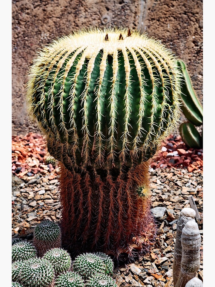 Cactus garden by fardad