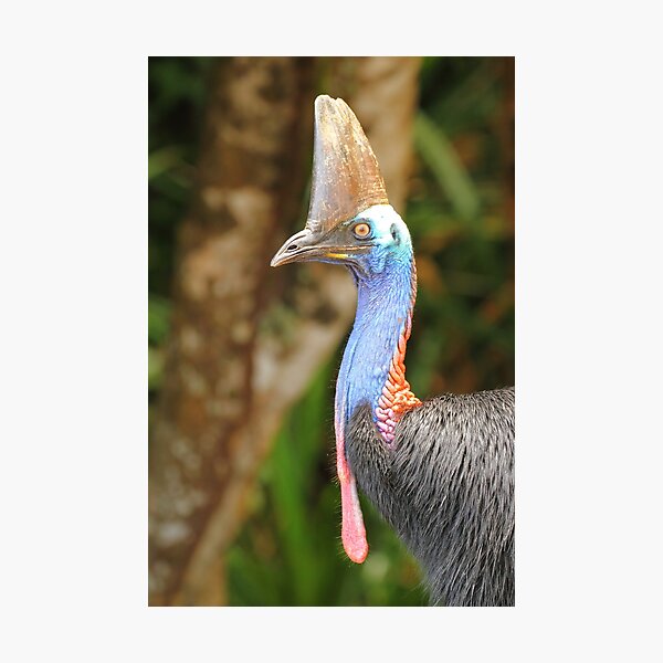 Wattled Gifts Merchandise Redbubble - feather family cassowary roblox