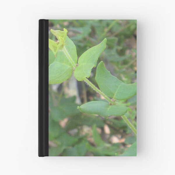 Item preview, Gastrolobium Papilio (Papilionaceae) - Critically Endangered designed and sold by Skyhorse.