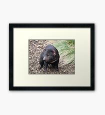 Please don't fade away - Tasmanian Devil Framed Print