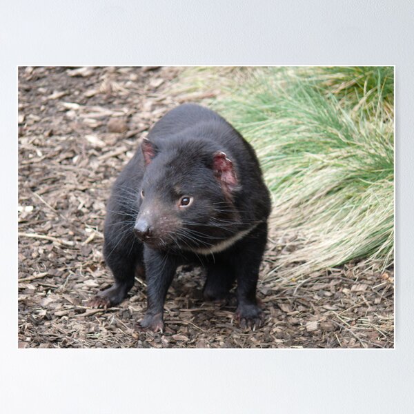 Item preview, Please don't fade away - Tasmanian Devil designed and sold by Leigh Rust.