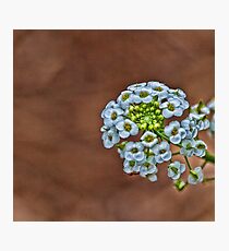 blossoms Photographic Print