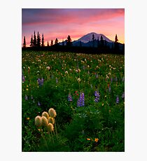 Alpine Garden Photographic Print