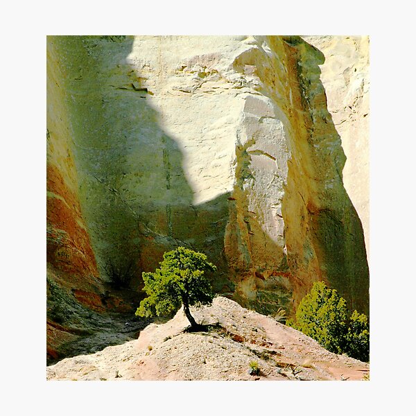 tree in the light of wonderful photo by CheyAnne Sexton Photographic Print