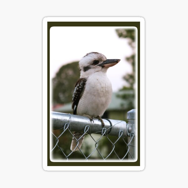 Australian Kookaburra - bird Sticker