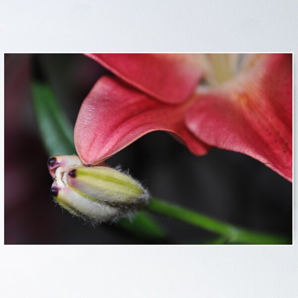 Item preview, Blurry Stargazer designed and sold by Karina Walther.