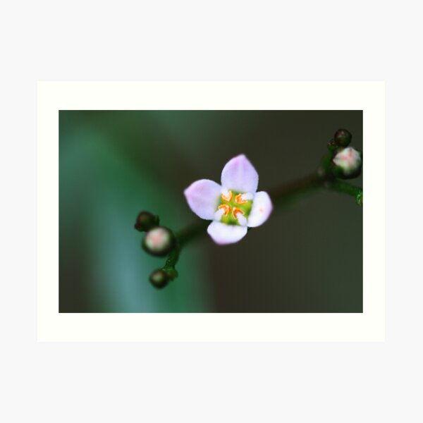 Zieria smithii Art Print