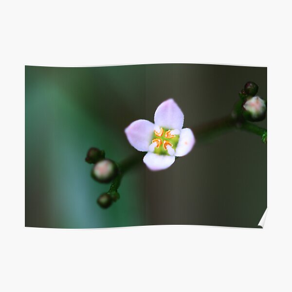 Zieria smithii Poster