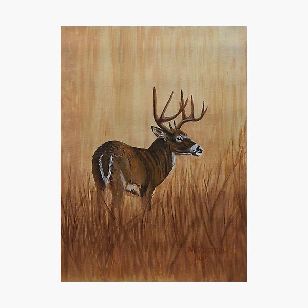 Grasslands Photographic Print