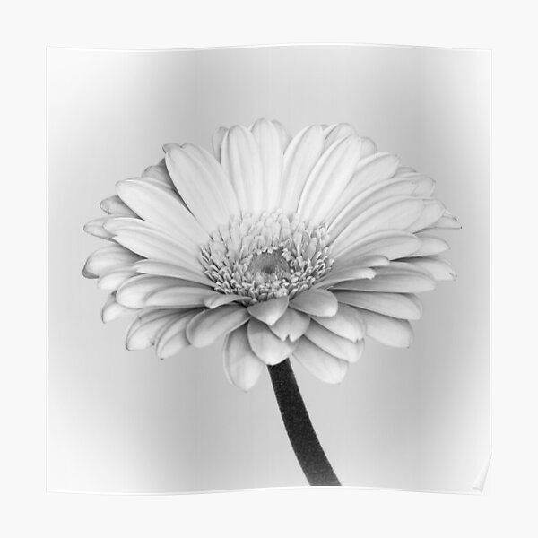 Gerbera Poster