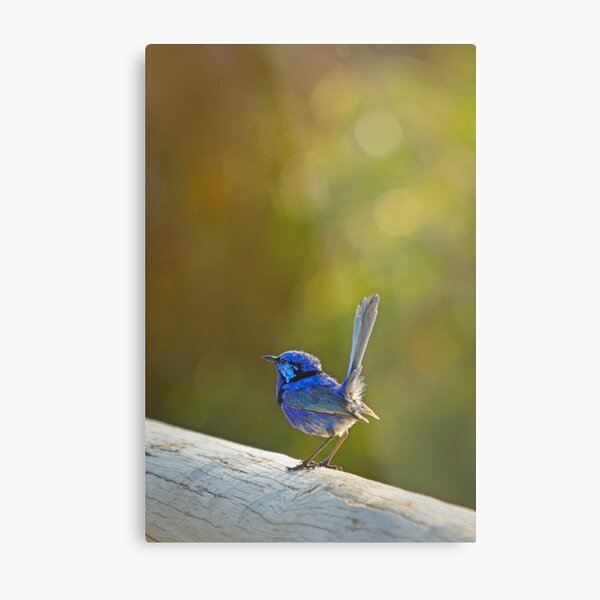 Splendid fairy-wren Metal Print