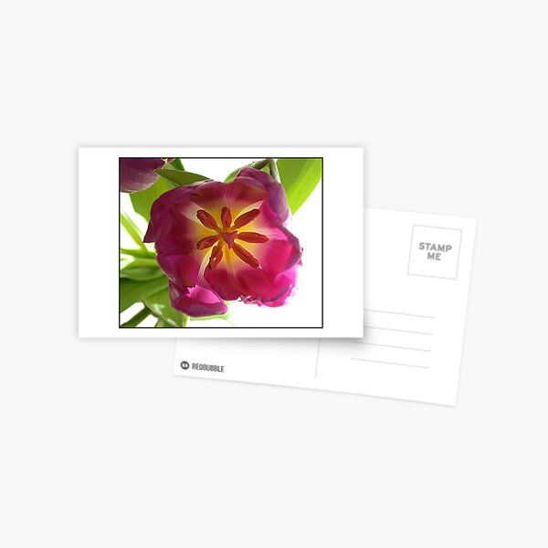 Tulip Postcard