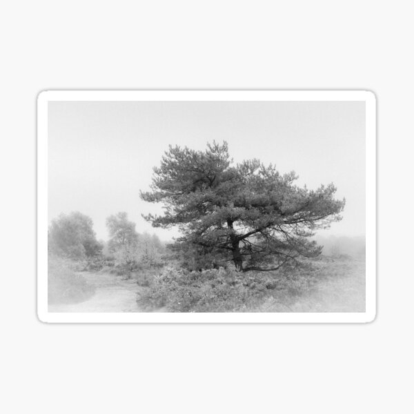 Misty Tree Sticker