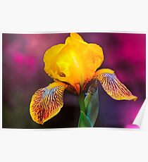 Yellow Iris Poster