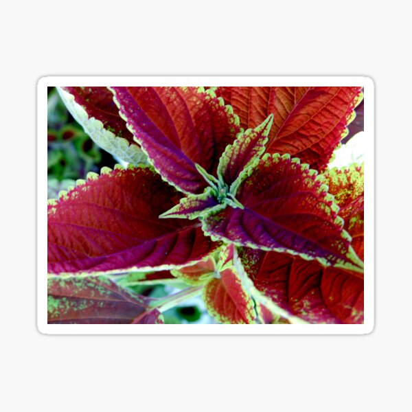Item preview, Leaves - Macro designed and sold by ctheworld.