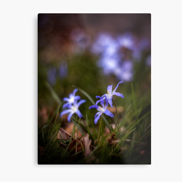 In the Foreground Metal Print