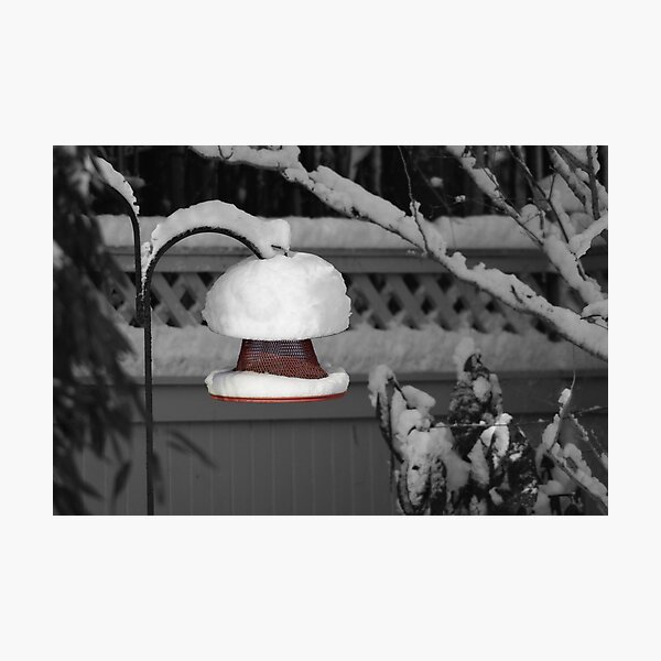 Cardinal Feeder Photographic Print