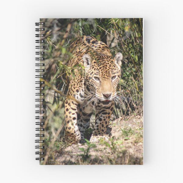Item preview, Jaguar Approach designed and sold by Bob Hardy.